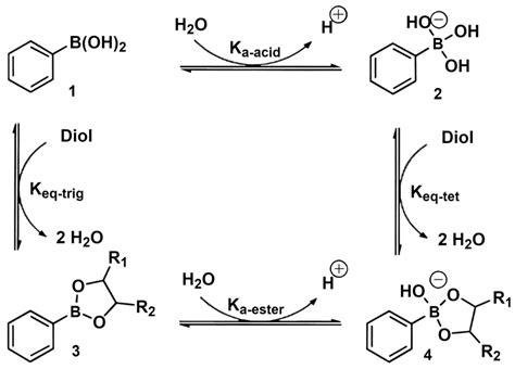 Boronic acid